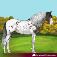 Horse Color:White Spotted Brown Tobiano Appaloosa Rabicano 
