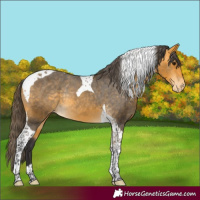 Horse Color:Buckskin Tobiano Varnish Rabicano 