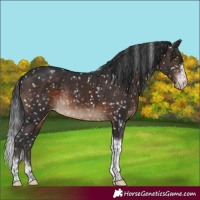 Horse Color:Brown Sabino Tobiano Snowflake Varnish Rabicano 