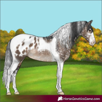 Horse Color:White Spotted Brown Dun Tobiano Appaloosa 