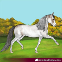 Horse Color:White Spotted Brown Dun 