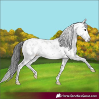 Horse Color:White Spotted Grullo Sabino