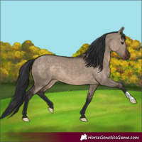 Horse Color:Brown Dun