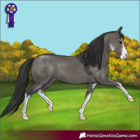 Horse Color:White Spotted Grullo 
