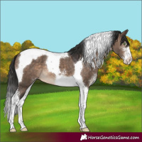 Horse Color:Brown Dun Sabino Tobiano Appaloosa 