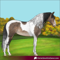 Horse Color:Brown Dun Tobiano Appaloosa