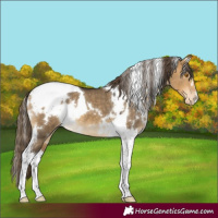Horse Color:White Spotted Buckskin Dun Tobiano Appaloosa 