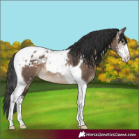 Horse Color:Brown Dun Sabino Tobiano Appaloosa