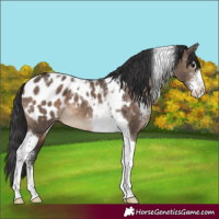 Horse Color:Brown Dun Sabino Tobiano Blanket