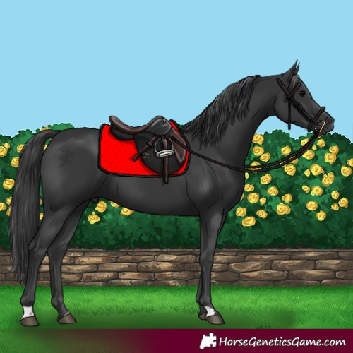 Horse Color:Black 