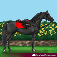 Horse Color:Black 