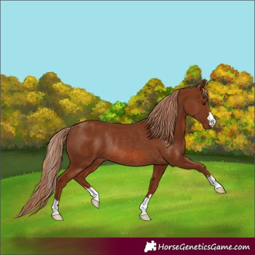 Horse Color:Chestnut Rabicano 