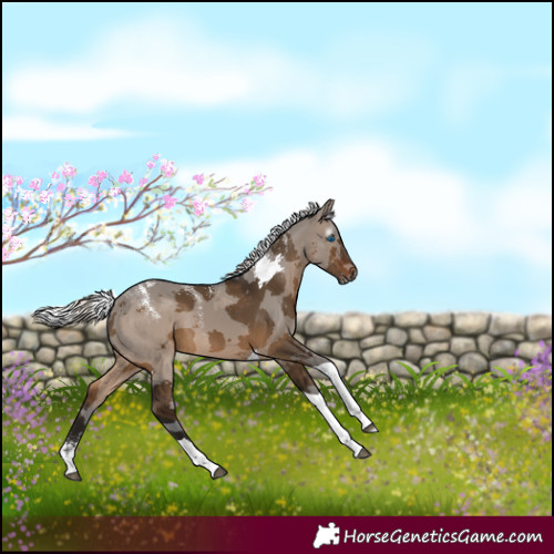Horse Color:Powder White Gray Silver Brown Dun Merle Tobiano 