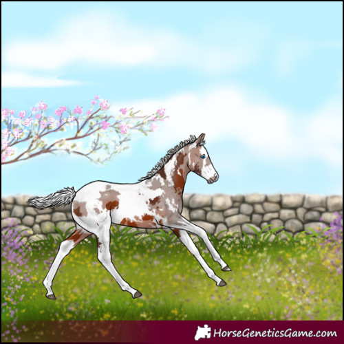Horse Color:White Spotted Silver Brown Merle Tobiano 