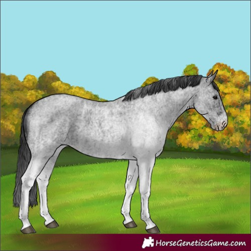 Horse Color:White Spotted Blue Roan Rabicano  and White Spotted Blue Roan Rabicano 