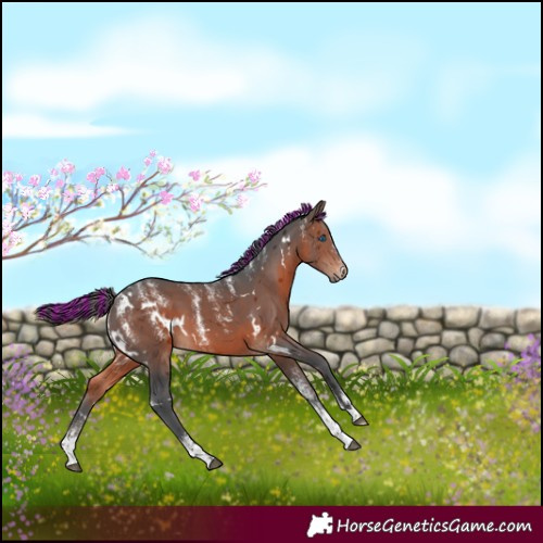 Horse Color:Powder White Painted White Spotted Brown Merle 
