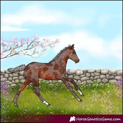 Horse Color:Silver Brown Merle 