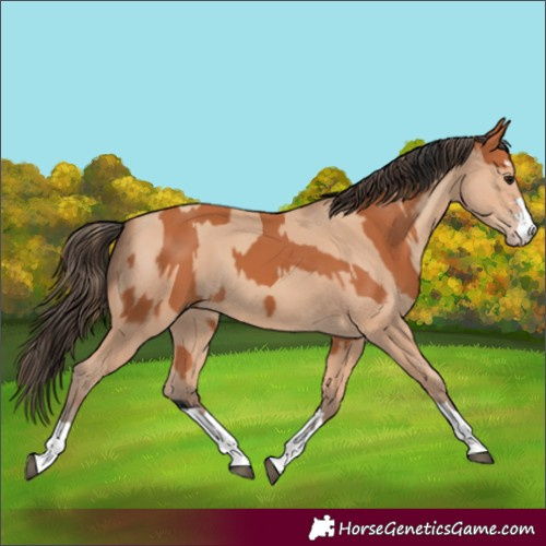 Horse Color:Bay  and Amber Champagne 