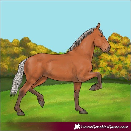 Horse Color:Silver Bay 