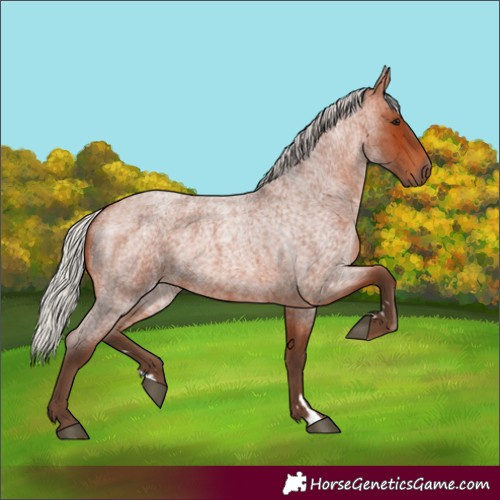 Horse Color:Silver Bay Roan