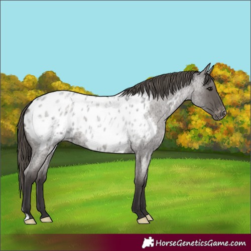 Horse Color:Smoky Blue Roan Appaloosa 