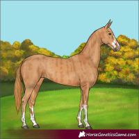 Horse Color:Chestnut and Chestnut