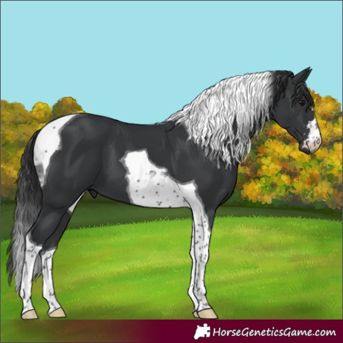 Horse Color:Black Tobiano 