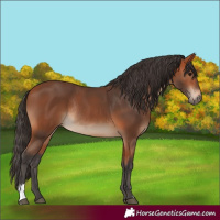 Horse Color:Bay Sabino Rabicano 