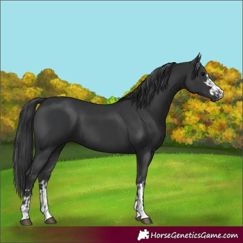 Horse Color:Black  and Black 