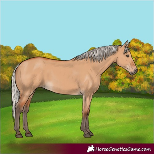Horse Color:Silver Bay Dun 