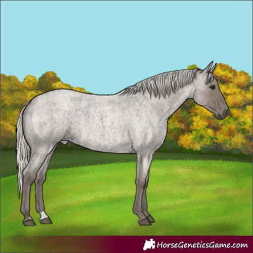 Horse Color:Silver Smoky Blue Roan 