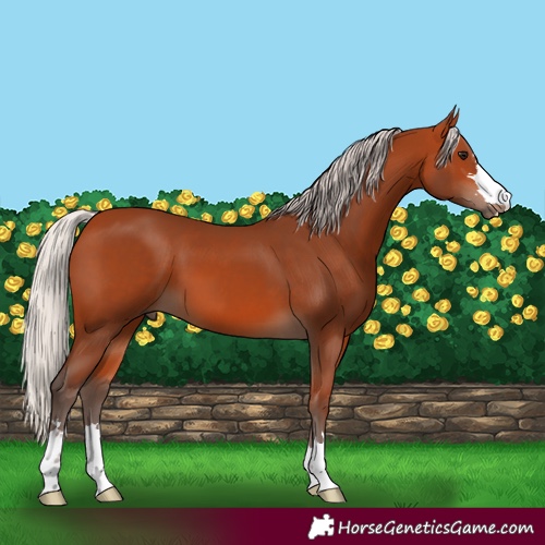 Horse Color:Silver Bay 