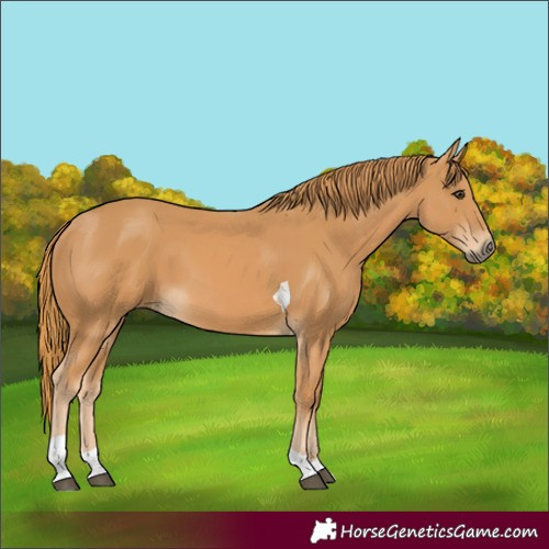 Horse Color:Chestnut Tobiano