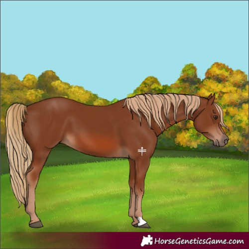 Horse Color:Chestnut 