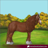 Horse Color:Gray Chestnut 