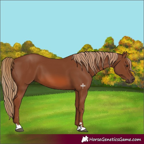 Horse Color:Chestnut 