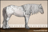 Horse Color:Bay Sabino Appaloosa Rabicano