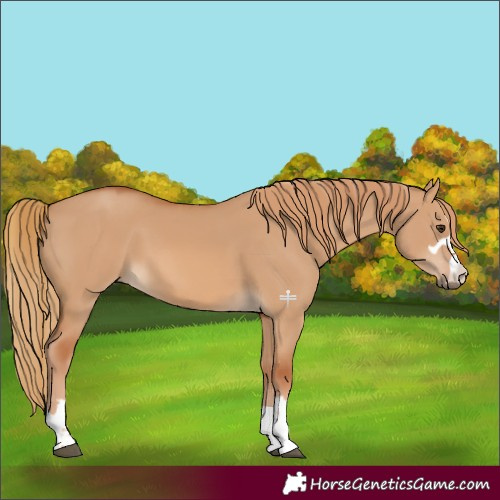 Horse Color:Red Dun 