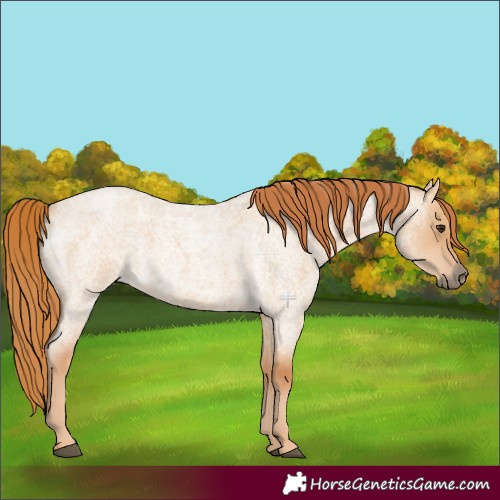 Horse Color:Red Dun Roan 