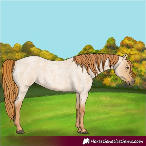 Horse Color:Red Dun Roan 