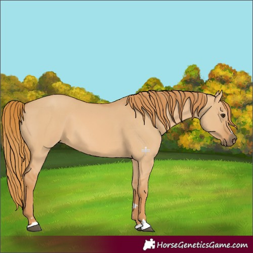 Horse Color:Red Dun 