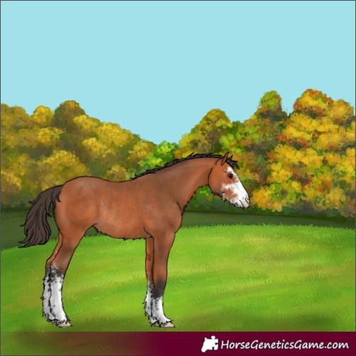 Horse Color:Bay Sabino Rabicano 