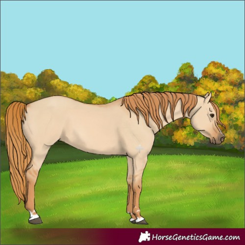 Horse Color:Red Dun 