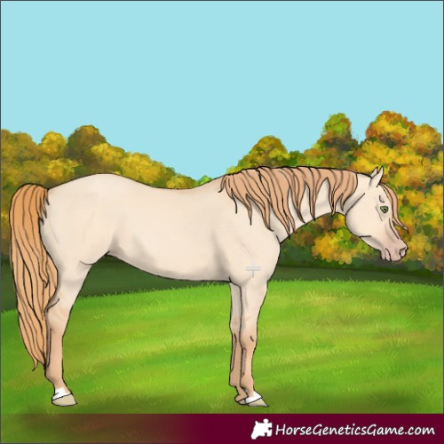 Horse Color:Gold Champagne Dun 