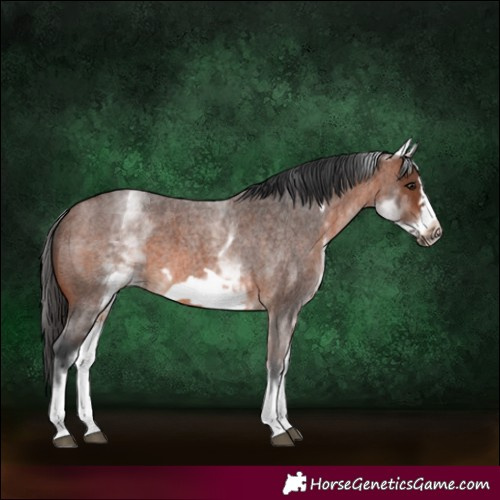 Horse Color:White Spotted Brown Roan Frame 