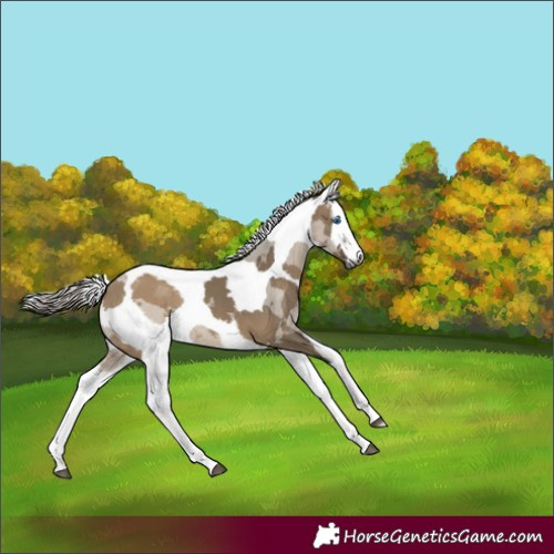 Horse Color:Gray White Spotted Silver Brown Dun Merle Rabicano 