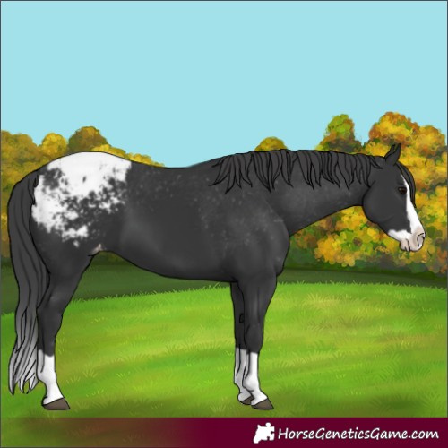 Horse Color:Black Splash Snowcap
