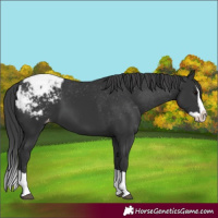 Horse Color:Black Splash Snowcap 