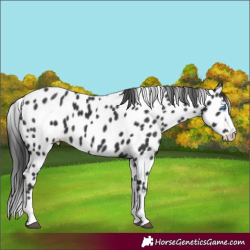Horse Color:Black Splash Leopard