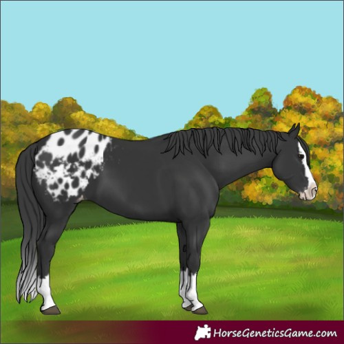 Horse Color:Black Splash Appaloosa 